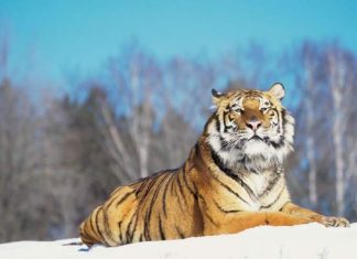 Vận trình tử vi tuổi Nhâm Dần 3/11/2025