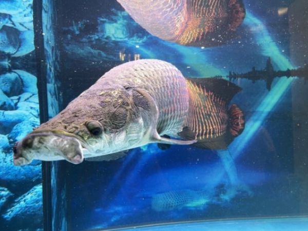 Nằm mơ thấy cá to là điềm gì theo từng trường hợp?