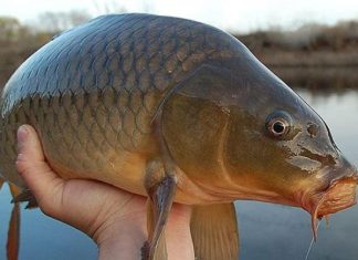 Nằm mơ thấy cá to là điềm gì, giải mã chi tiết từng trường hợp