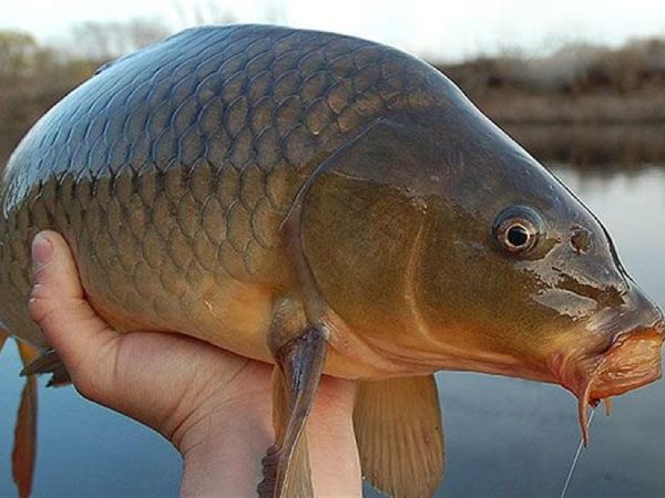 Ý nghĩa chung của giấc mơ thấy cá to