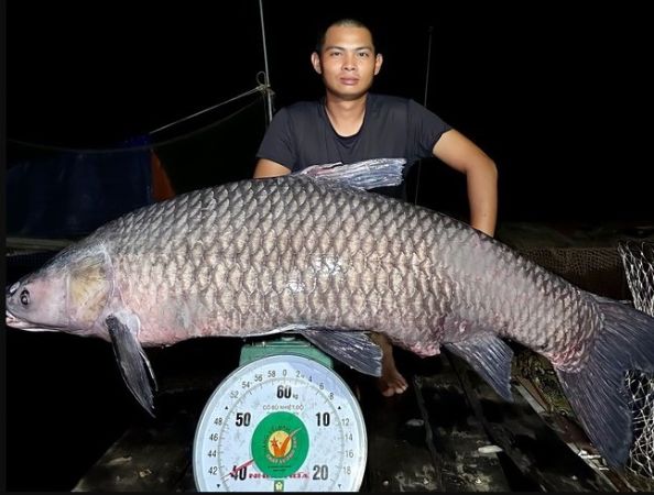 Mơ thấy cá to là điềm gì khi cá nhảy lên khỏi mặt nước?