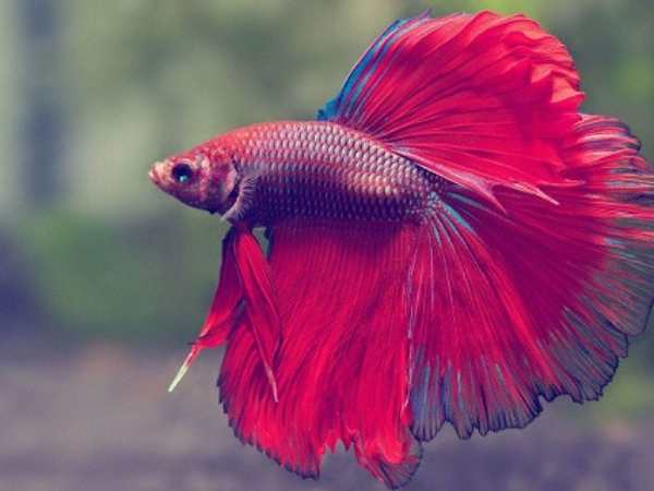 Con cá là số mấy theo từng loại cá?