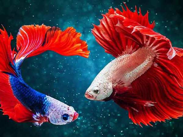 Ý nghĩa con cá trong văn hóa và tâm linh