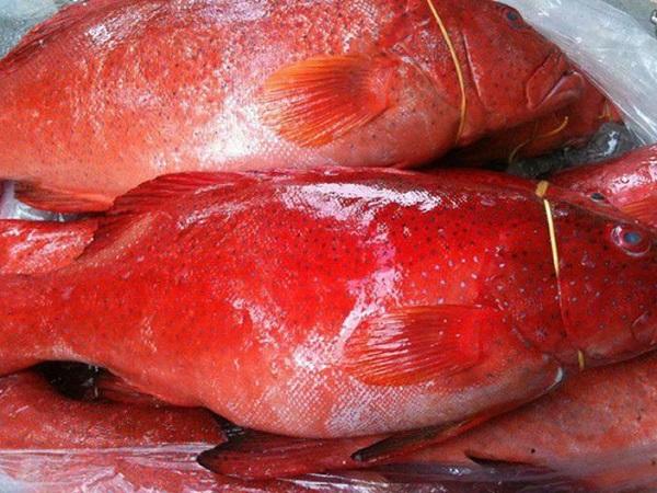 Mộng thấy cá màu đỏ chết