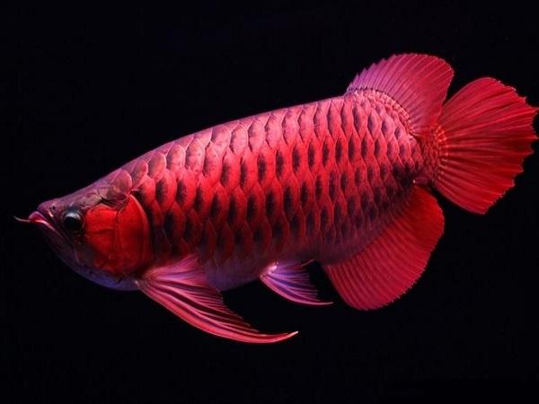 Giải mã chi tiết các giấc mơ thấy cá màu đỏ