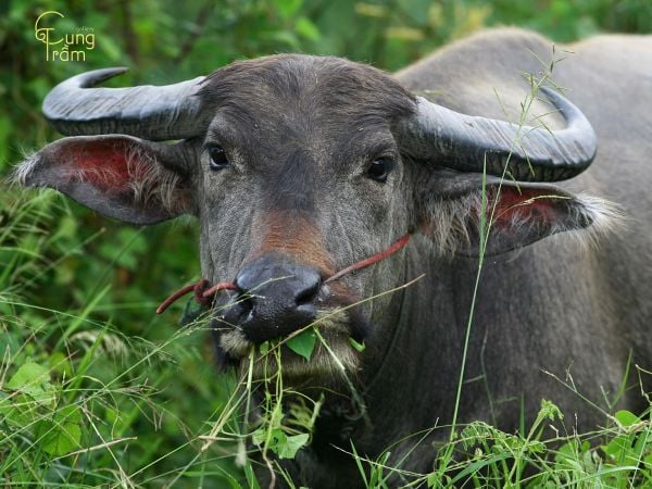 Mơ thấy con trâu đen hiền lành