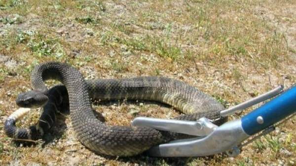 Nằm mơ thấy giết rắn là điềm gì, chọn con gì hốt lộc?