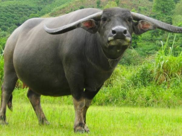 Ý Nghĩa Chung Khi Nằm Mơ Thấy Con Trâu Đen