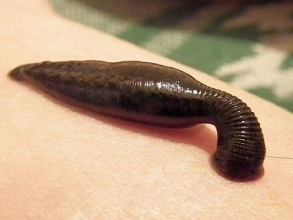 Giải mã con đỉa số mấy và luận giải giấc mơ thấy con đỉa