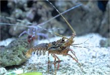 Con tôm số mấy? Luận giải giấc mơ thấy con tôm là điềm gì? con tôm số mấy? Luận giải giấc mơ thấy con tôm là điềm gì?