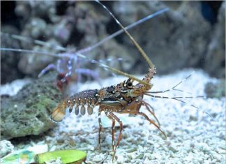 con tôm số mấy? Luận giải giấc mơ thấy con tôm là điềm gì?