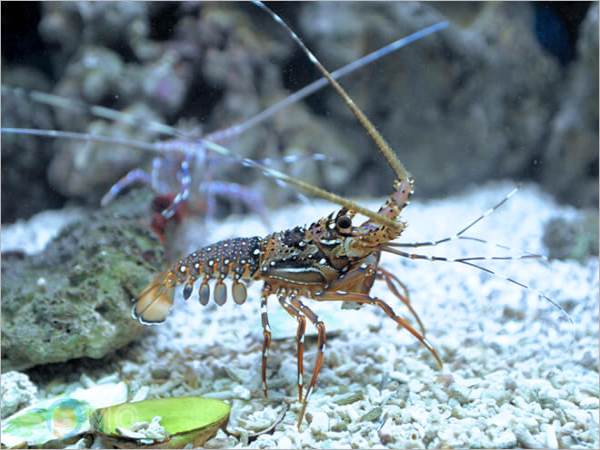 Con tôm số mấy? Luận giải giấc mơ thấy con tôm là điềm gì?