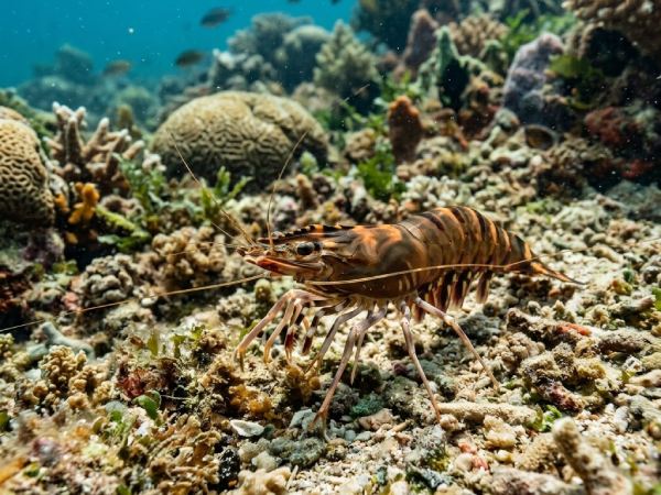 Mơ thấy tôm to, khổng lồ