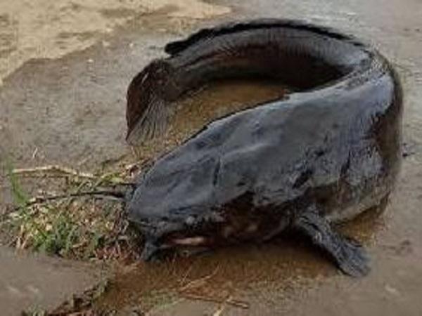 Ý nghĩa cá trê trong đời sống thực tế